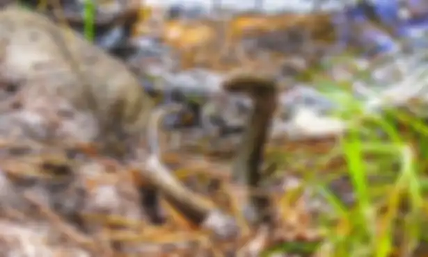 Seekor Lamprey yang berhasil ditemukan oleh Sean.