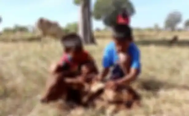 Sapi mutan