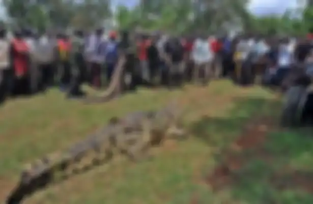 Buaya ini ditangkap oleh 50 orang.