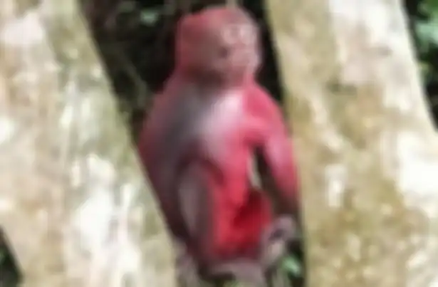 Seekor monyet telah ditolak oleh kawanannya setelah ada orang iseng di Taiwan yang menyiraminya dengan cat merah.