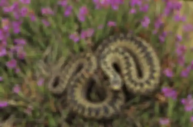 Ular Death Adder