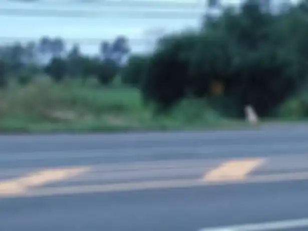 Memilukan, Seekor Anjing Menanti Pemiliknya Datang di Lokasi yang Sama saat Dia Jatuh dari Truk 4 Tahun Lalu, Akhir Kisahnya Bikin Nangis!
