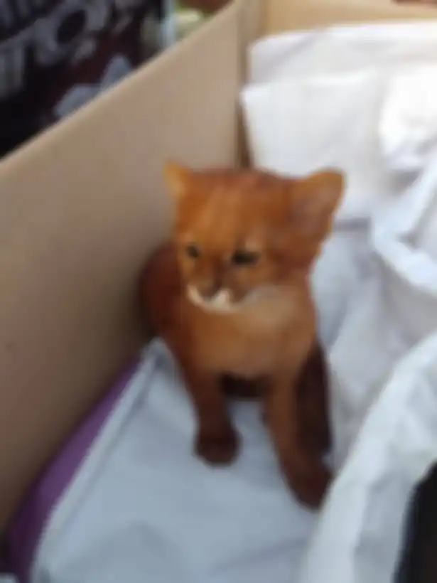 Bentuknya sangat mirip kucing namun ternyata hewan berbeda.