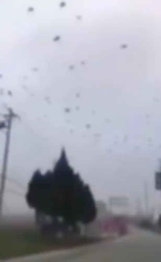 Ribuang burung gagak terbang di atas kota Xining, Wuhan.