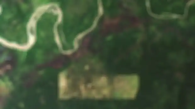 Kondisi hutan di Papua tahun 2019 yang diambil dari foto satelit NASA