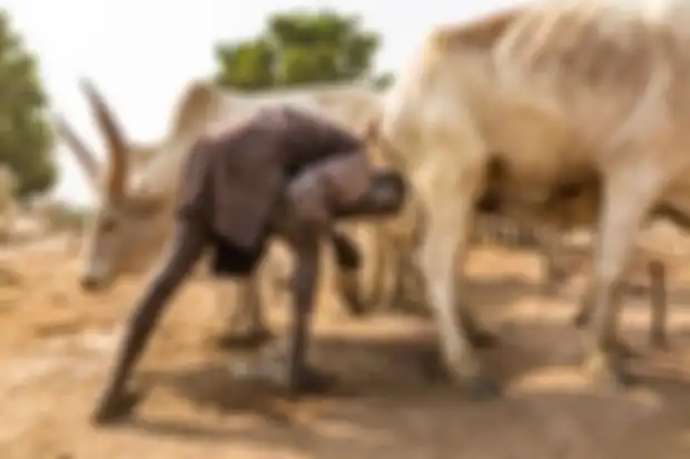 Suku Mundari mandi dengan urin sapi.