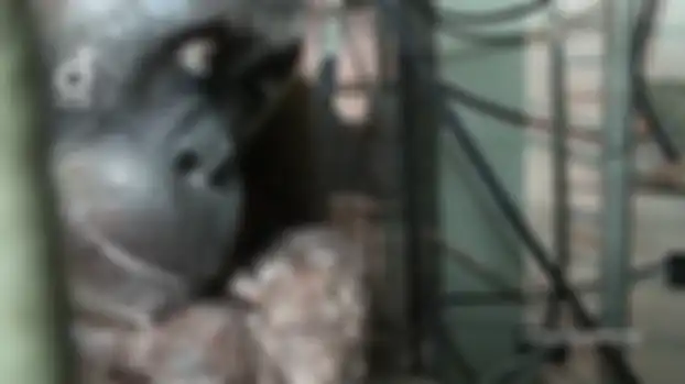 Pertama Kalinya Terekam Kamera, Inilah Video Orangutan Sedang Melahirkan!