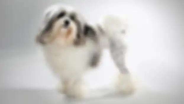 Anjing jenis Lowchen