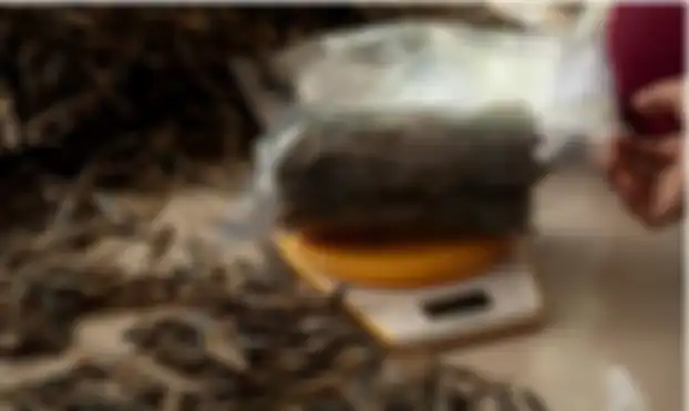 Ketika kering ini terlihat seperti ikan teri kering.