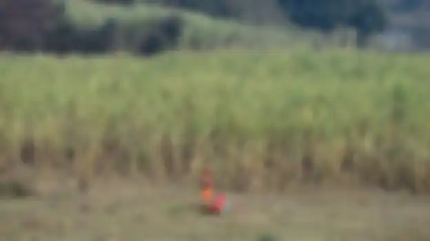Ada ribuan wanita yang bekerja di ladang tebu di India barat. 