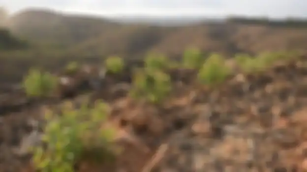 Warga Dayak Pasesr khawatir wilayah adat mereka semakin sempit akibat proyek ibu kota baru, setelah sebelumnya bersinggungan dengan perusahaan sawit. 