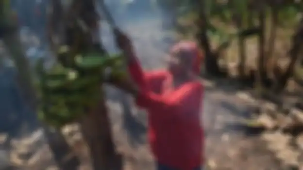 Berkebun merupakan mata pencaharian sebagian besar penduduk di wilayah ibu kota baru. 