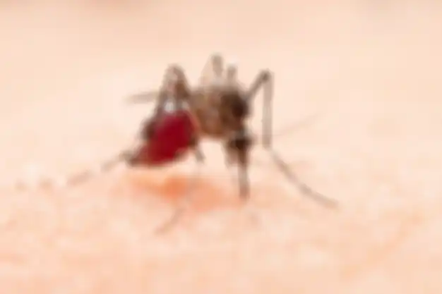 ilustrasi nyamuk aedes aegypti penyebab DBD