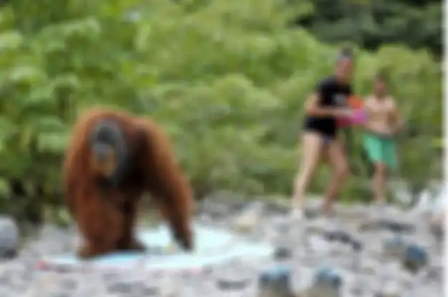 Seekor orangutan liar tiba-tiba muncul dan bertamasya di tepi Sungai Bukit Lawang