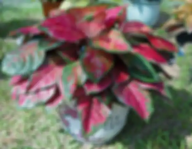 Aglonema yang sedang naik daun