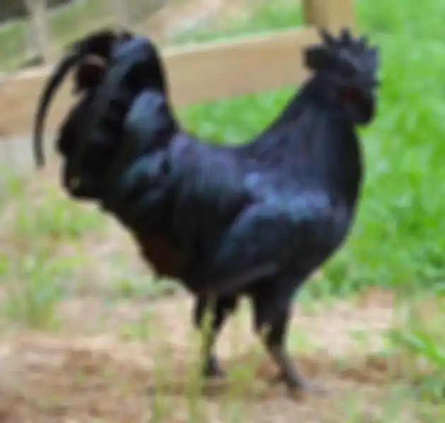 Ayam Cemani hitam