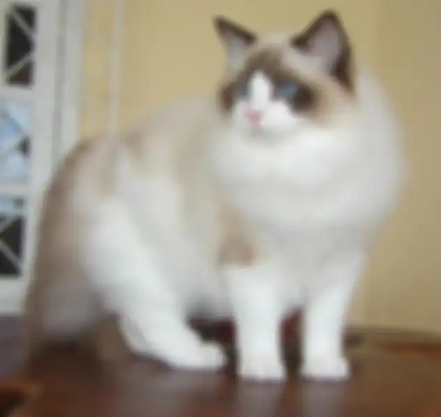 Ragdolls