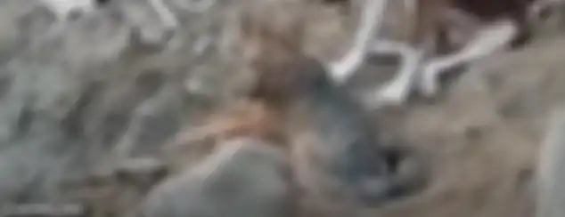 Hewan ini ternyata adalah Rubah.