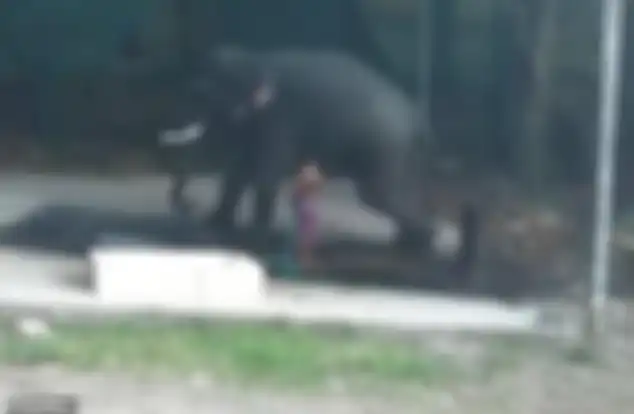 Panikkar sedang memandikan gajah