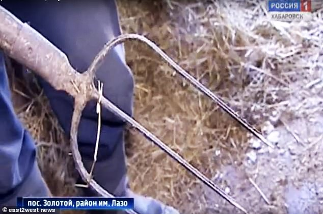 Garpu rumput yang digunakan Saidov untuk menyerang harimau