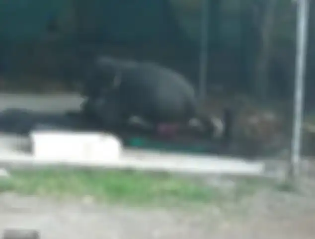 Panikkar Tewas Diduduki Gajah