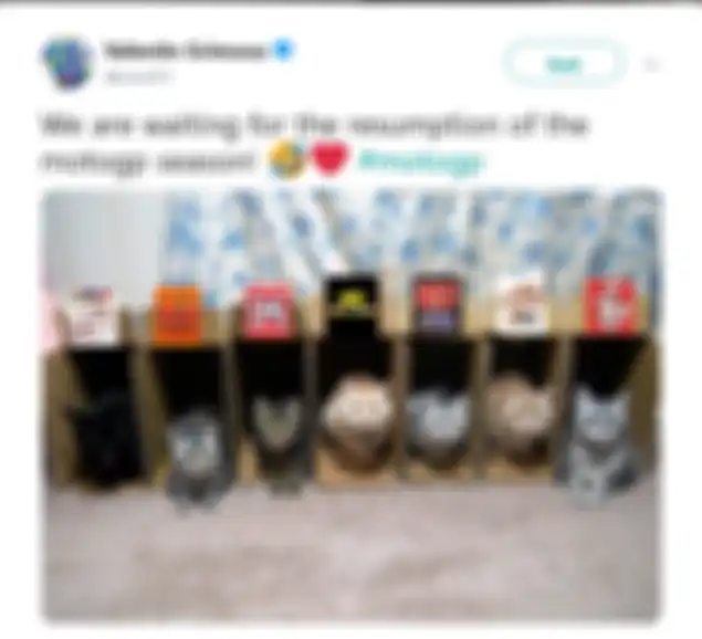 Para kucing diibaratkan sebagai pembalap yang sedang menunggu balapan MotoGP 2020 dimulai