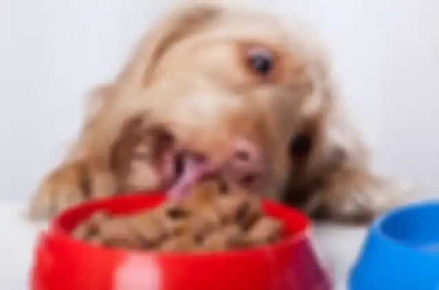 ilustrasi anjing makan wet food