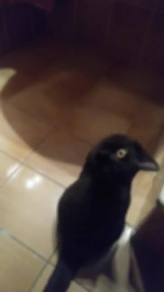 Foto Menipu Mata