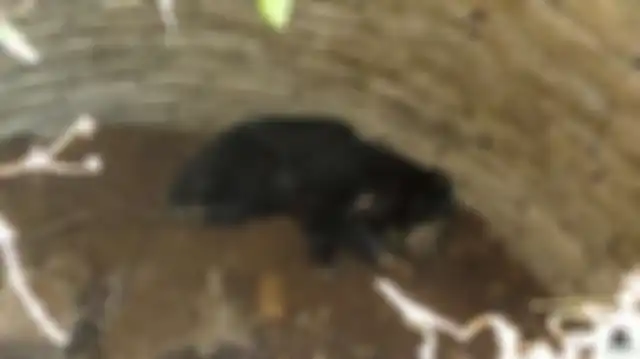 Seorang Pemuda Mendengar Tangisan dari Sumur 12 Meter dan Temukan Beruang Sloth yang Malang, Ini Video Penyelamatannya!