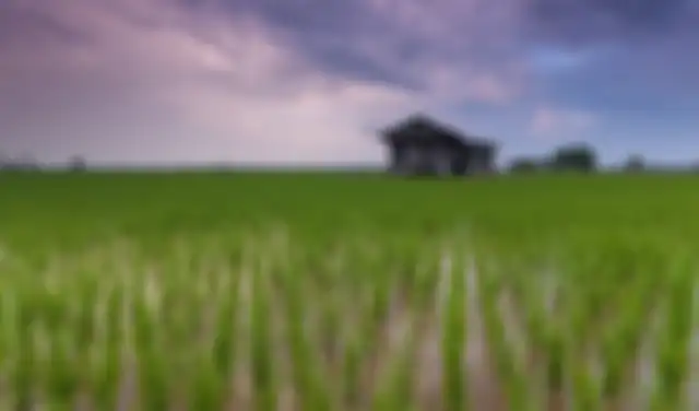 Ilustrasi sawah