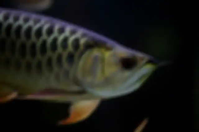 Ilustrasi ikan arwana