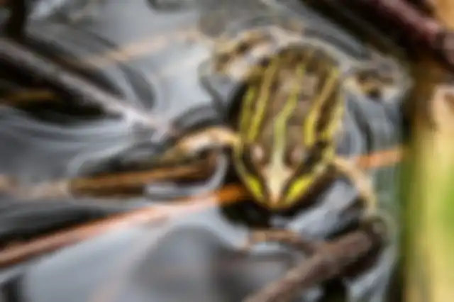Ilustrasi katak