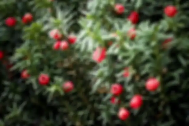 Yew Berries