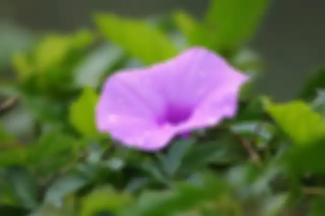 Morning glory jenis tanaman merambat yang berstruktur kecil, bisa ditanam di rumah untuk memberikan kesejukan. 