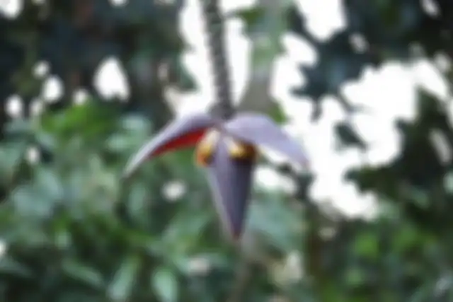 jantung pisang.