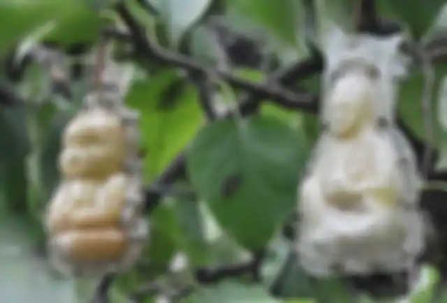 Inilah rahasia di balik buah tersebut.