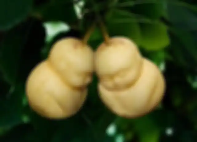 Sempat muncul juga buah pir dengan bentuk mirip bayi.