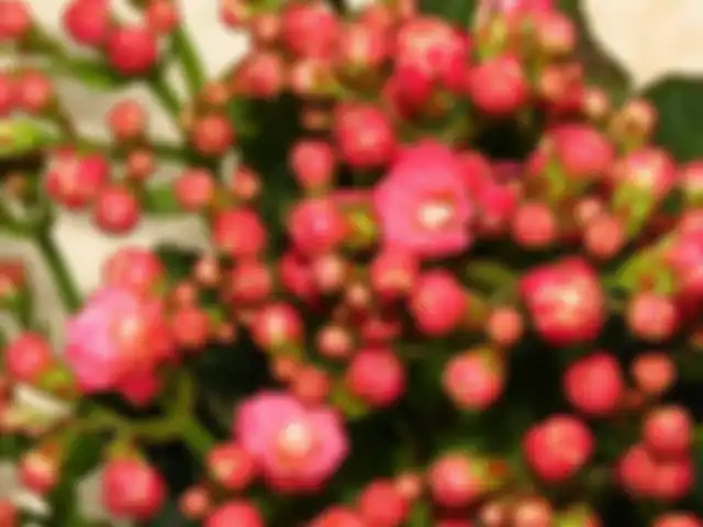 Bunga umur panjang atau bunga kalanchoe.