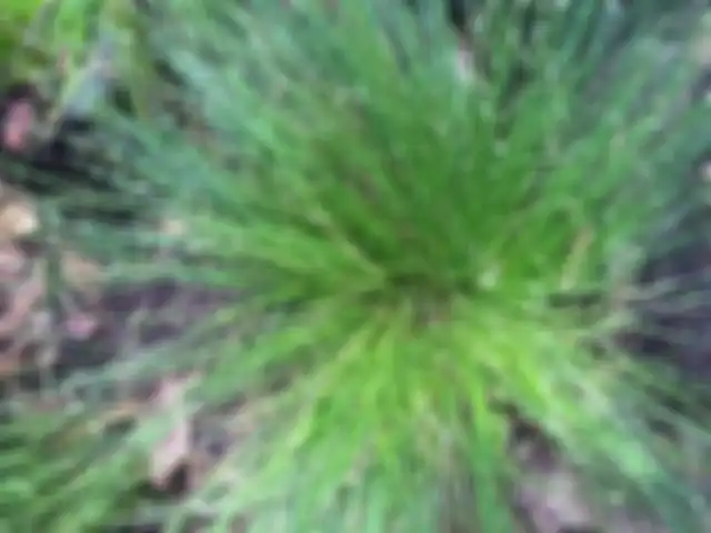 Isolepsis.