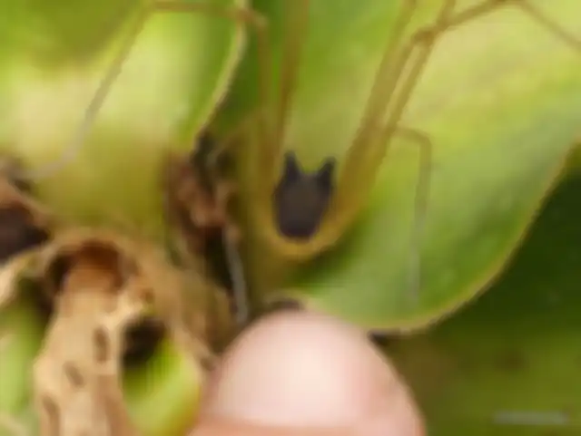 Bunny Harvestmen