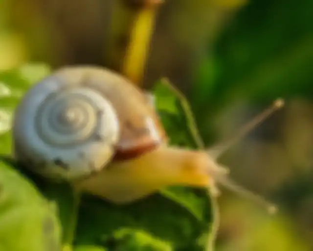 Siput memiliki jumlah gigi terbanyak yaitu 25 ribu buah. 