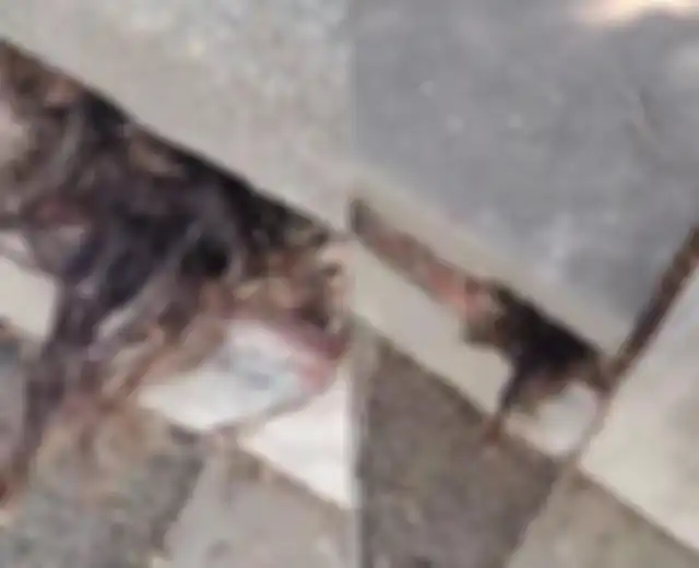 Rambut mencuat dari dalam kuburan