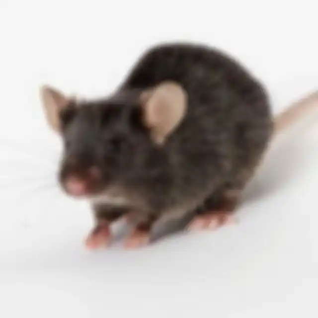 Membasmi tikus di rumah ternyata gampang banget. Cuma bermodalkan cuka yang ada di dapur. 