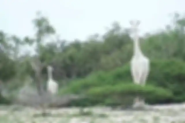 Jerapah putih di Kenya