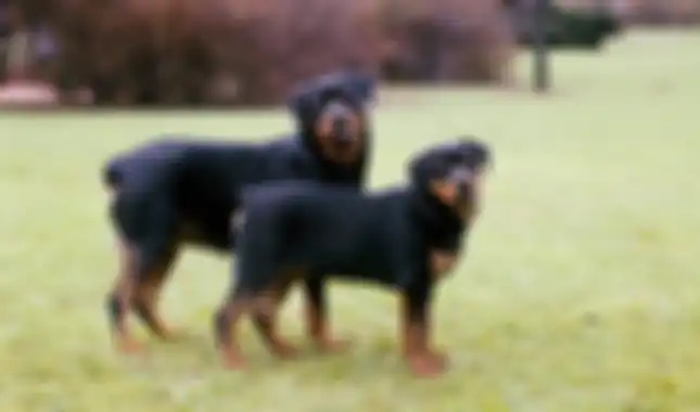 Anjing jenis Rottweiler