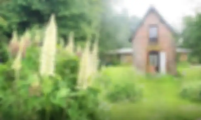 Ilustrasi kebun di sebuah rumah
