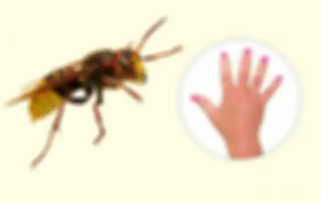 Hornet
