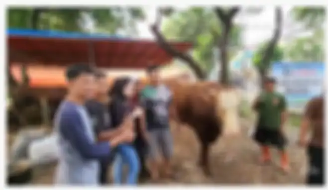 Nathalie Holscher beli sapi kurban