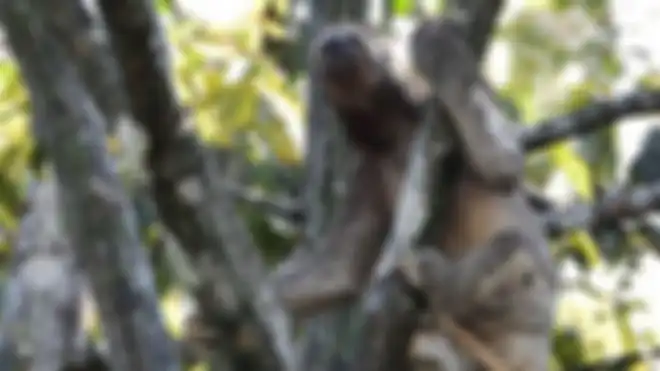 Hewan lambat seperti kungkang ini kemungkinan kecil akan bisa lari menyelamatkan diri dari api. 