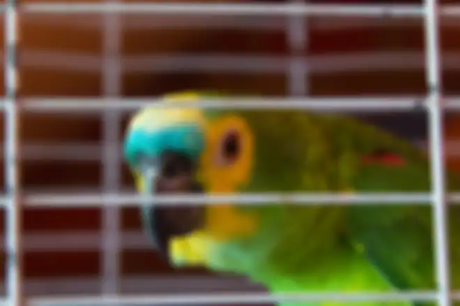 Burung beo